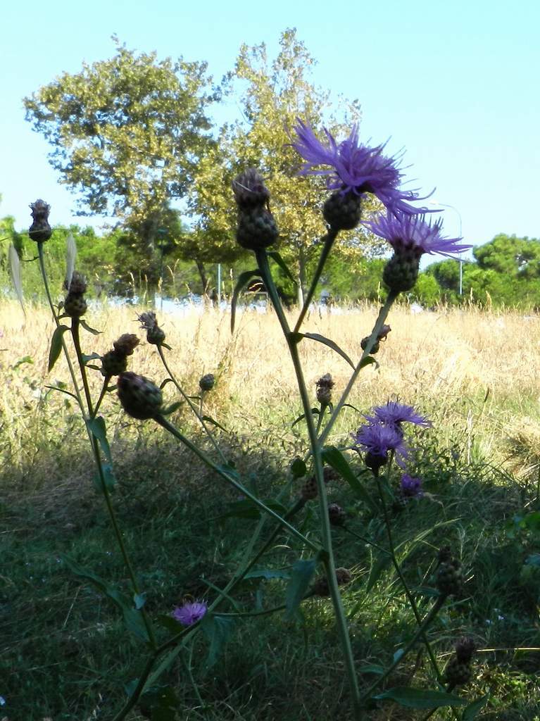Determinazione Centaurea - Centaurea nigra ?
